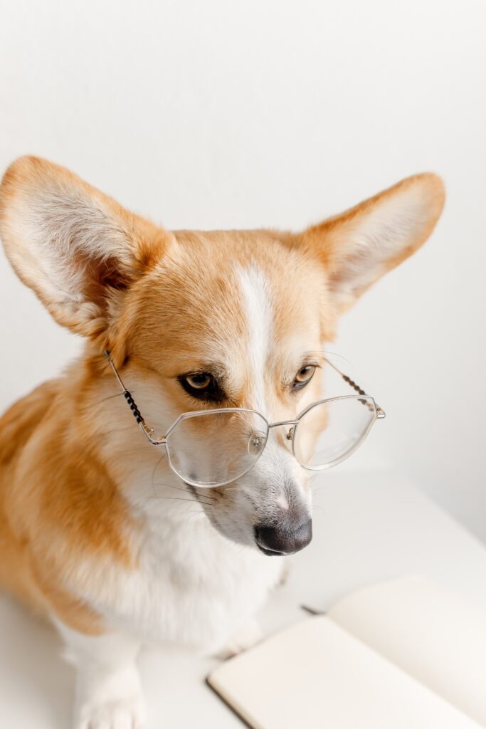 Hundeschule Zug