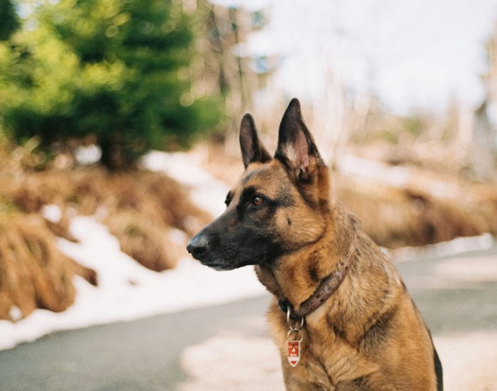 Lernspaziergang Hund Zug