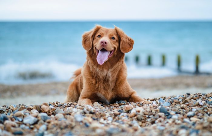 Einzelstunde Pawsome Hund