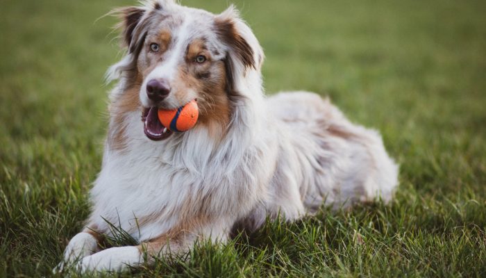 Hundekurse Kanton Zug