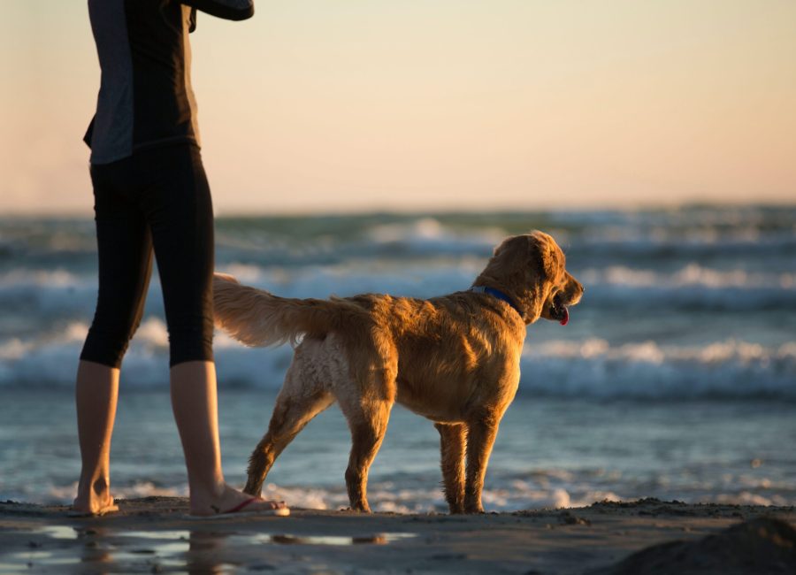 Vorteile Pawsome Hundeschule